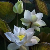 0-photo