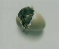 0.39trung_no.flv