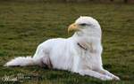 0.funny_zoo_281.jpg