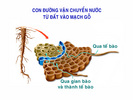 2Con_duong_van_chuyen_nuoc_vao_re.jpg