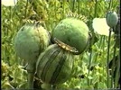 Clip_Can_triet_pha_cay_thuoc_phien.flv