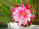 Hoaquynh2zp1h.jpg