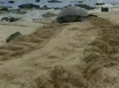 Lop_Bo_sat.flv