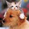 Hinh_dongdog_cat_gif.gif