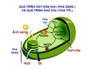 Hai_pha_quang_hop.jpg