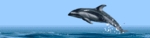 Picture97.gif