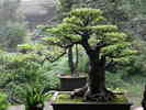 Bonsai_jpg.jpg