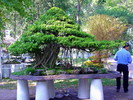 Bonsai18vg_jpg.jpg