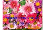 F_Hoa_dep_can_canh.swf