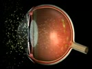 How_does_vision_work.flv