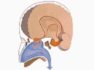 How_the_Body_Works__The_Olfactory_Pathway.flv