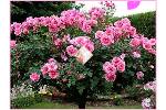 Thiep_8341.swf