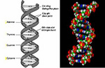 Dna.jpg