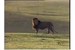 YouTube__BIG_LION_FIGHT.swf
