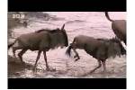 YouTube__Crocodiles_vs_wildebeest__BBC_wildlife.swf