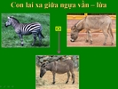 Con_lai_xa.png