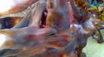 05052012097.flv