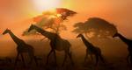 Huou_cao_co_Namibia.jpg