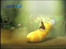 Dichxi_hoi.flv