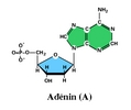 Adenin.bmp