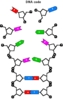 ADN_4.gif