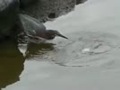 Clip_20_20Chim_20bat_20ca.flv