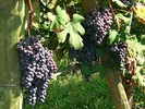 Baroloitaly2009.jpg