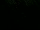 The_Jungle_Book_1967__p_4.flv