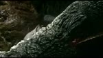 Ca_sau_an_thit_nguoi_18.flv