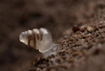 Zospeumtholussum.jpg