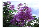Khuc_Thuy_Du.swf