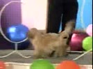 Cho_lam_xiec_13.flv