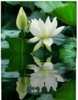 Hinhanhhoasendepnhat_1.gif