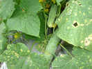 Phongtribenhdomphanchodualeo1.jpg