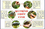 Chiet_canh1.jpg