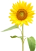 Picture1.png