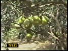 Video_gioi_thieu_ve_Thuc_vat_hat_kin.flv
