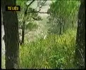 Phim_cac_nhom_thuc_vat1.flv