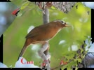 Tieng_keu_va_hinh_anh_mot_so_loai_chim.flv