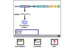 3Dieu_hoa_tong_hop_protein2.swf