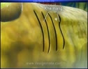 GIAO_DUC_SO_Vong_doi_cua_ech.flv