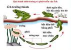 Chu_trinh_sinh_srn_cua_ech.jpg