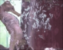 Anhdongronnguoivethiennhienkinhdi.gif