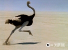 Lacda1460042809737.gif