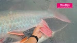 Ca_khung_o_Song_Da.flv