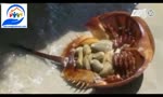 Tu_vong_khi_an_nham_sam_va_so_bien_cach_phan_biet__cuoc_song_an_toan.flv
