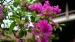 CHUA_MOT_COT__THU_DUC.flv