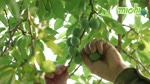 Man_Bac_Ha__Lao_Cai.flv