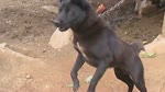Mong_coc.flv