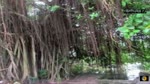 Ky_Bi_Ngoi_Mieu_Co_Trong_Long_Cay_Si_Nghin_Nam_Tuoi_O_Quang_Binh.flv